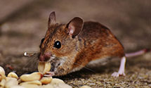 24 Hour & Emergency Exterminators in Lebanon Junction, KY